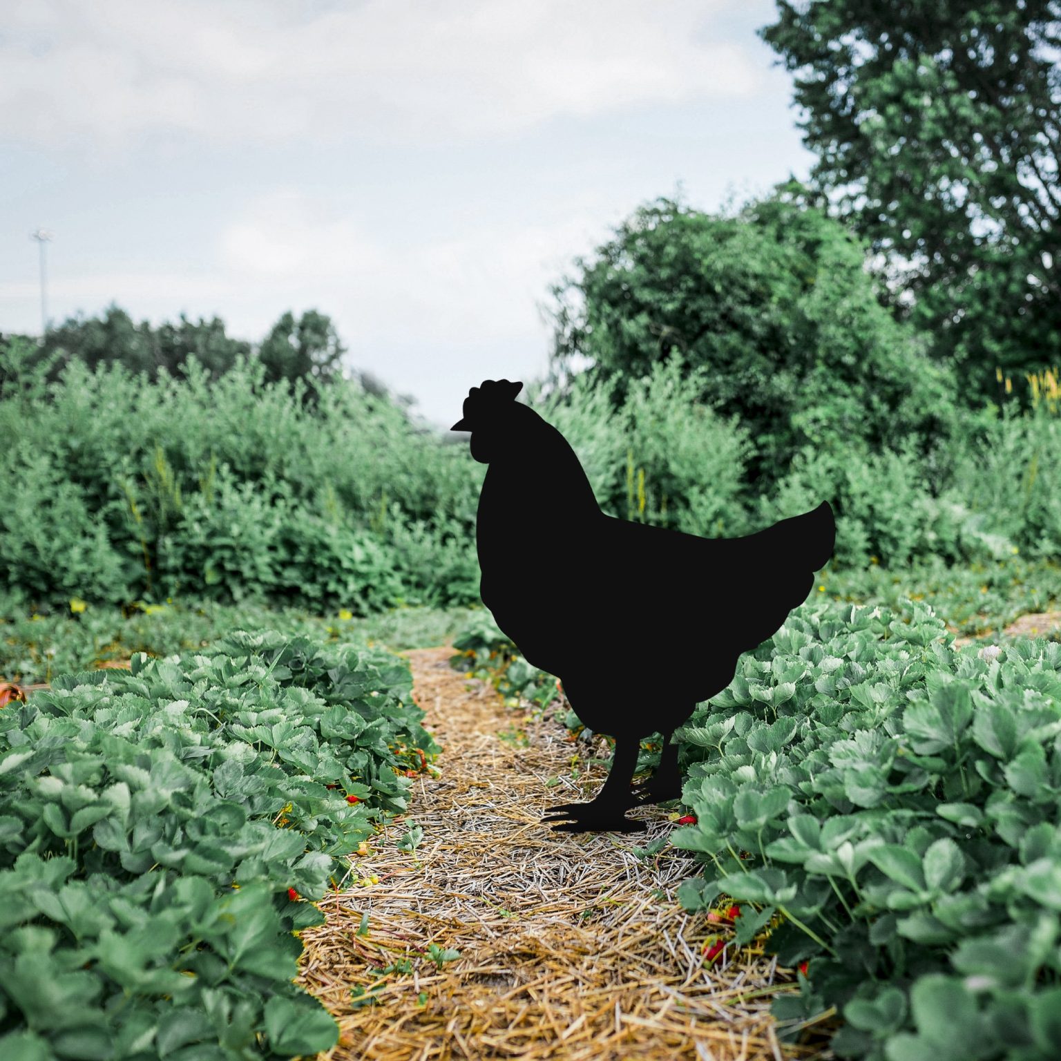 Chicken 01 – Декоративен градинарски објект - Image 3