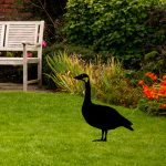 Goose 01 – Декоративен градинарски објект