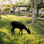 Gazelle 01 – Декоративен градинарски објект