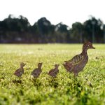 Fam 08 – Декоративен градинарски објект