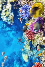 Wookece166 – Тепих (60 x 100) - Image 2